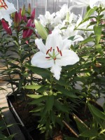 [1869 Segura Mak No02.JPG]